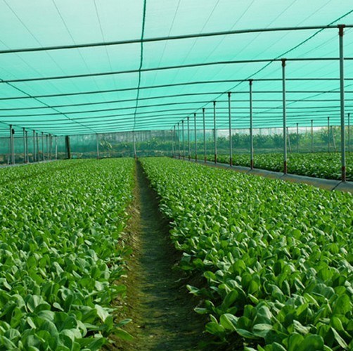 agriculture protective shade net