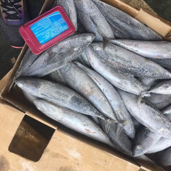 Замороженный тунец, Бонито, рыба для консервирования с белым мясом, быстрая продажа