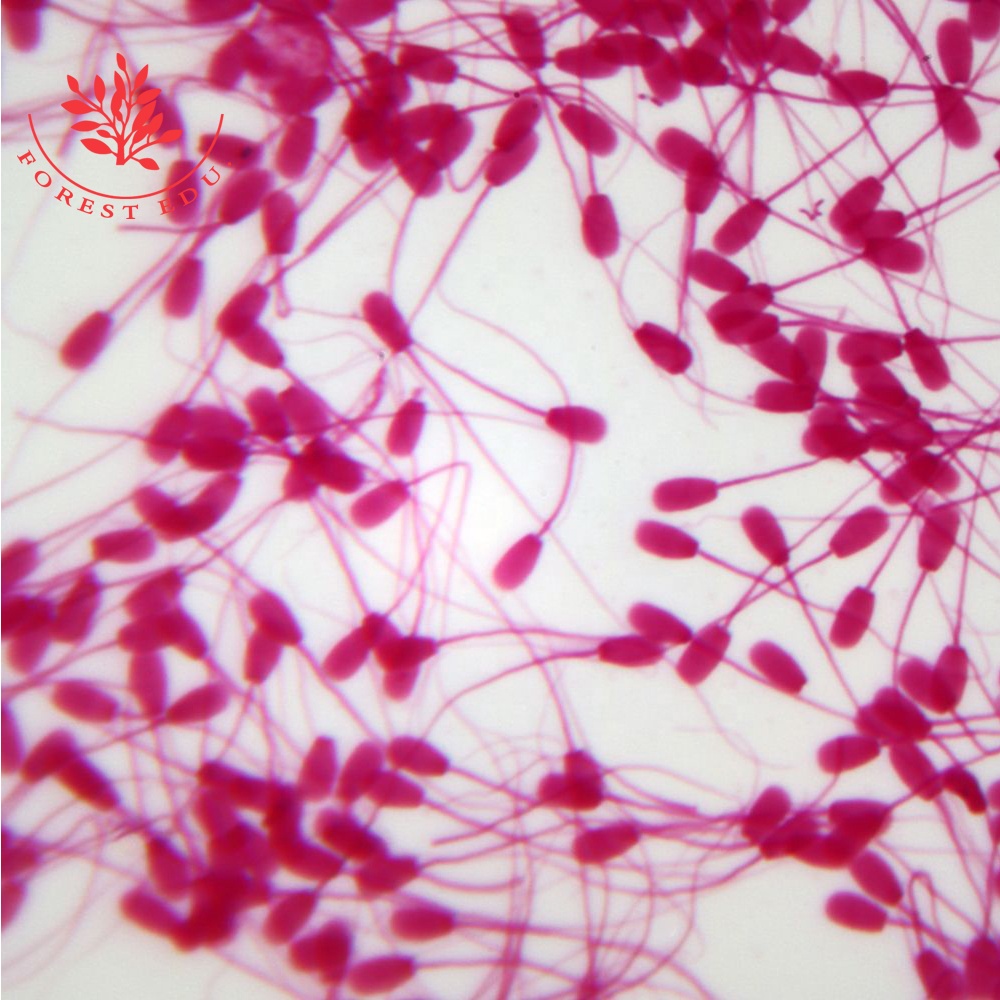 Высшее образование Bull Sperms мазок Гистология слайды