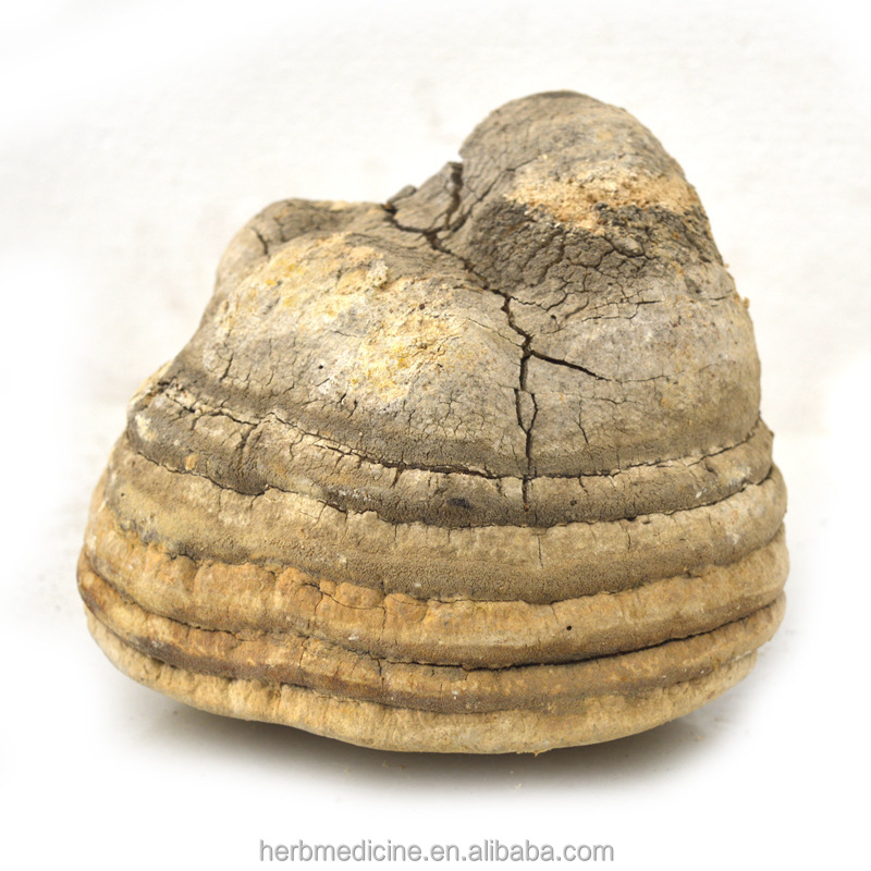 Fomitopsis officinalis (Vill. ex Fr.) Bond. et Sing. Весь гриб для продажи