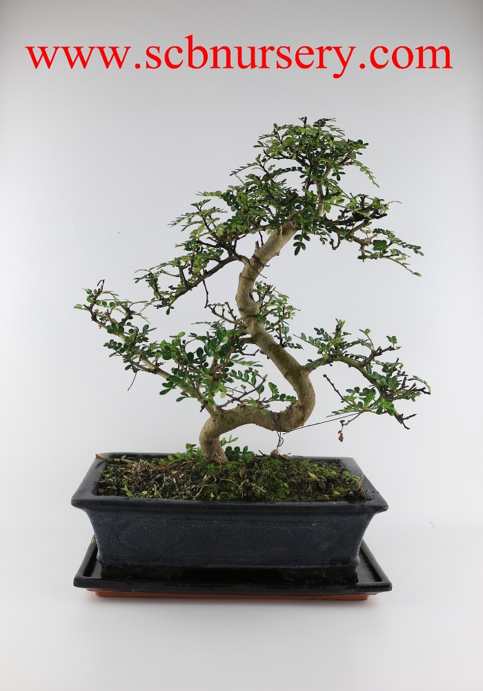 Перцевое дерево Zanthoxylum 30 см Art