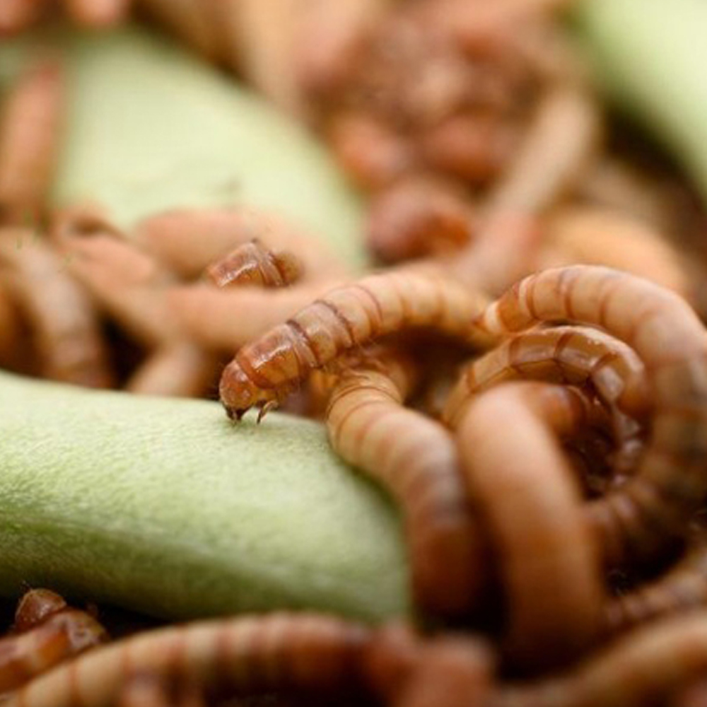 Живой Mealworm Tenebrio Molitor