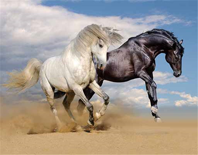 Promotional gift 3d lenticular printed 3d picture for wall horse