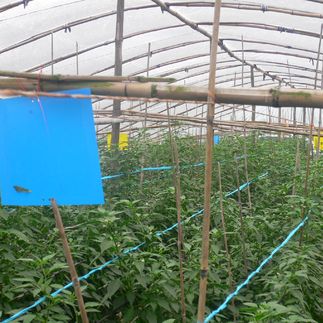 Горячая Распродажа blue sticky Ловушки для thrips насекомых биологический контроль в сельском хозяйстве