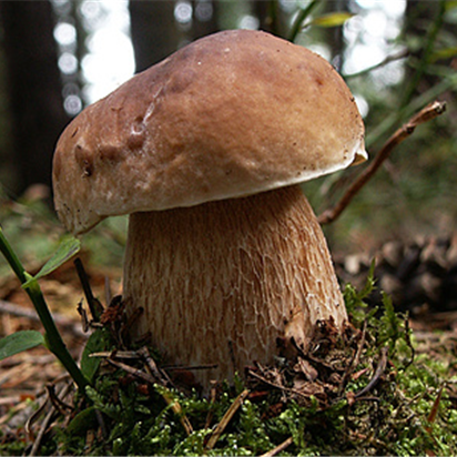 Недорогой замороженный гриб boletus edulis для здоровья