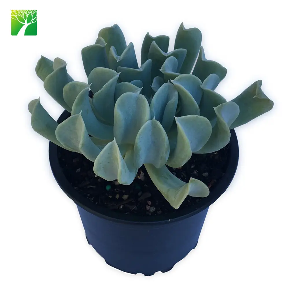 Cheap wholesale small succulent decor plant Echeveria runyonii