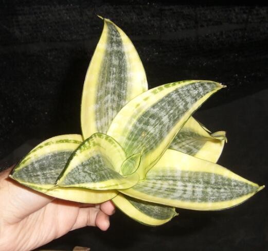 Мини Sansevieria Trifasciata Hahnii бонсай