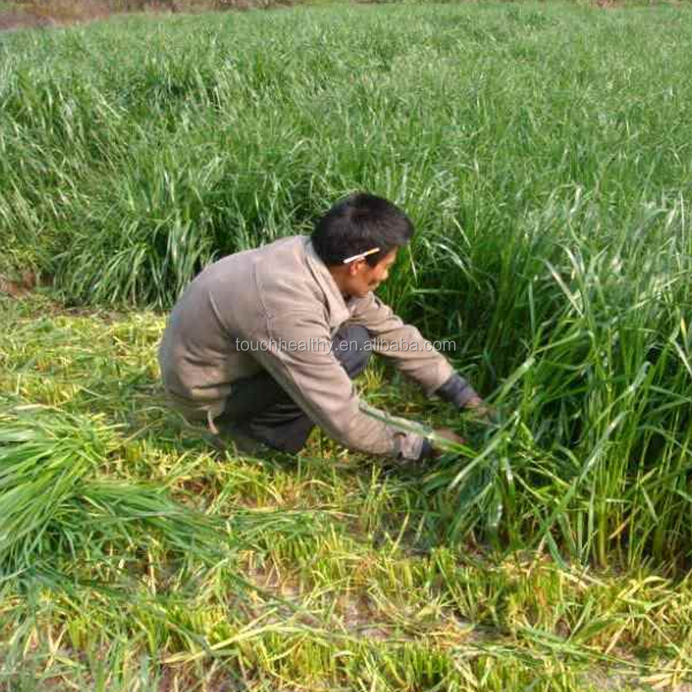 perennial ryegrass seeds forage seeds grass seeds can tolerate low temperatures of -25 centigrade