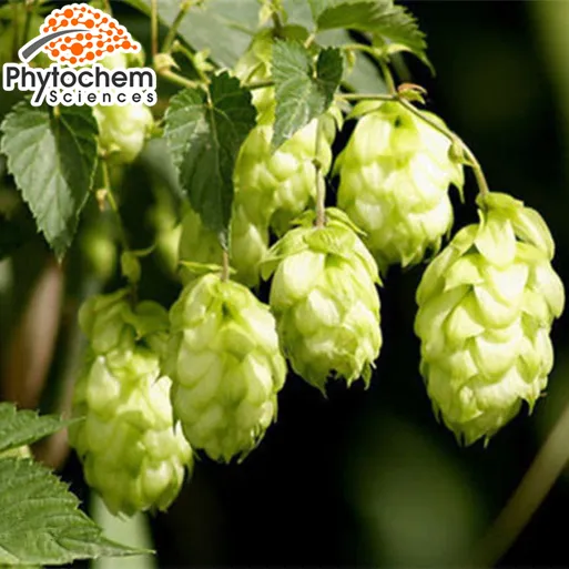 The Ingredient of Beer is Hops Flower Extract with 0.5%-10%Flavonoids
