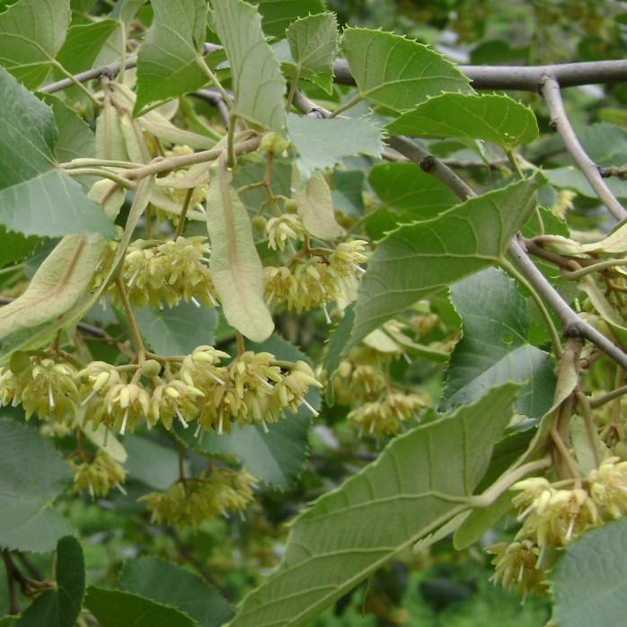 2020 органические высушенные цветы липы, Tilia miqueliana, максимальный поставщик