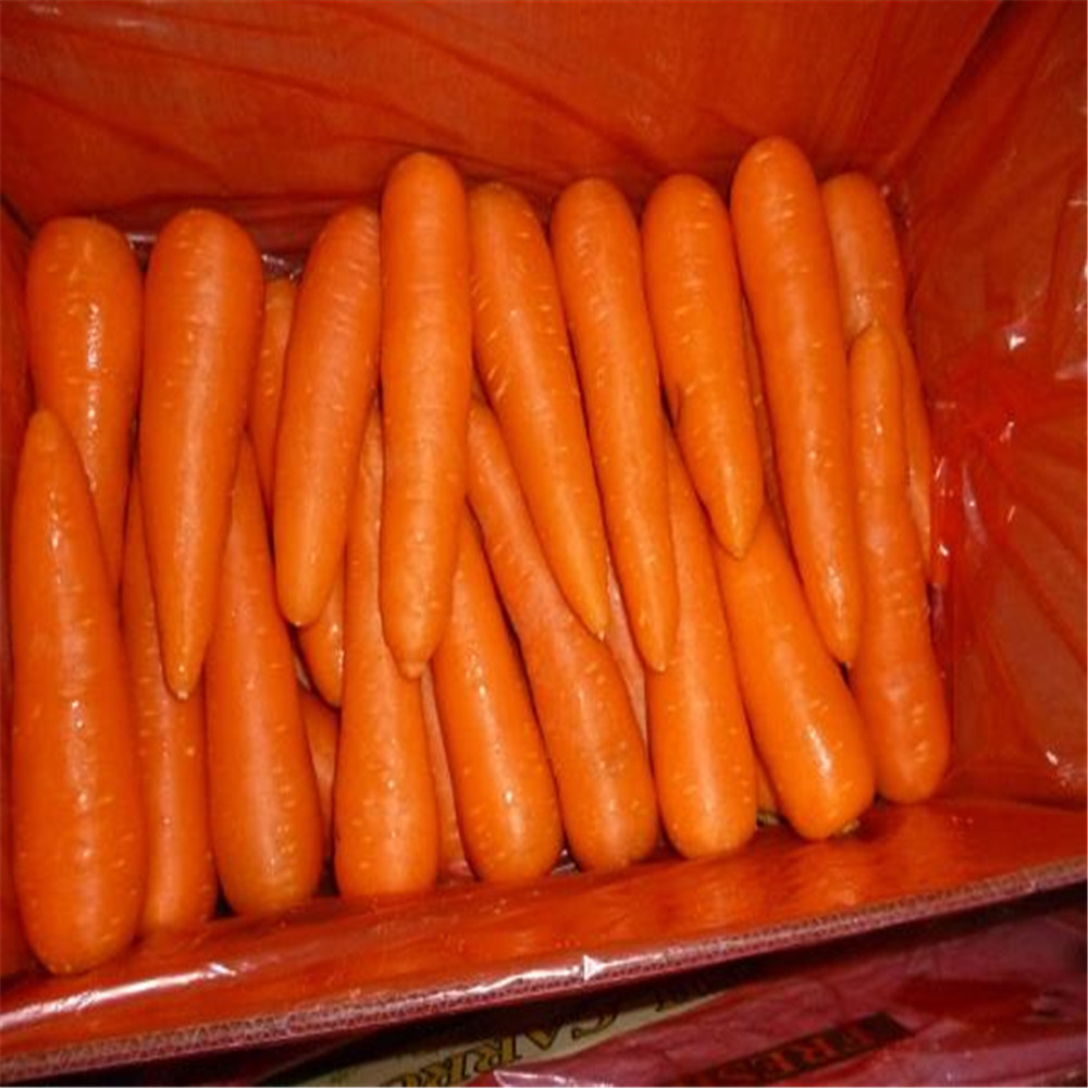 China Fresh Vegetables carrot
