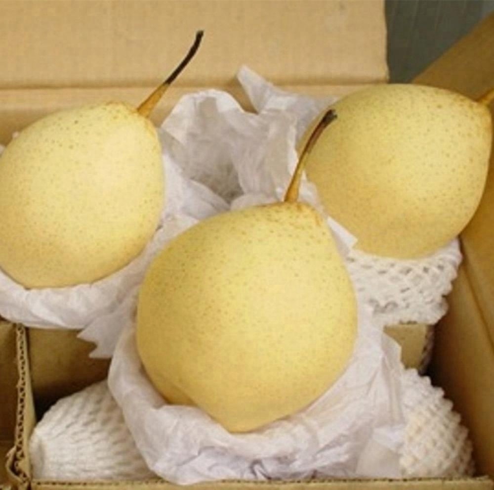 Green/Yellow Ya pear/Early Su pear/Crown pear