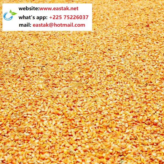 Кукуруза/кукуруза из Африки по низкой цене-what's app:+ 22575226037