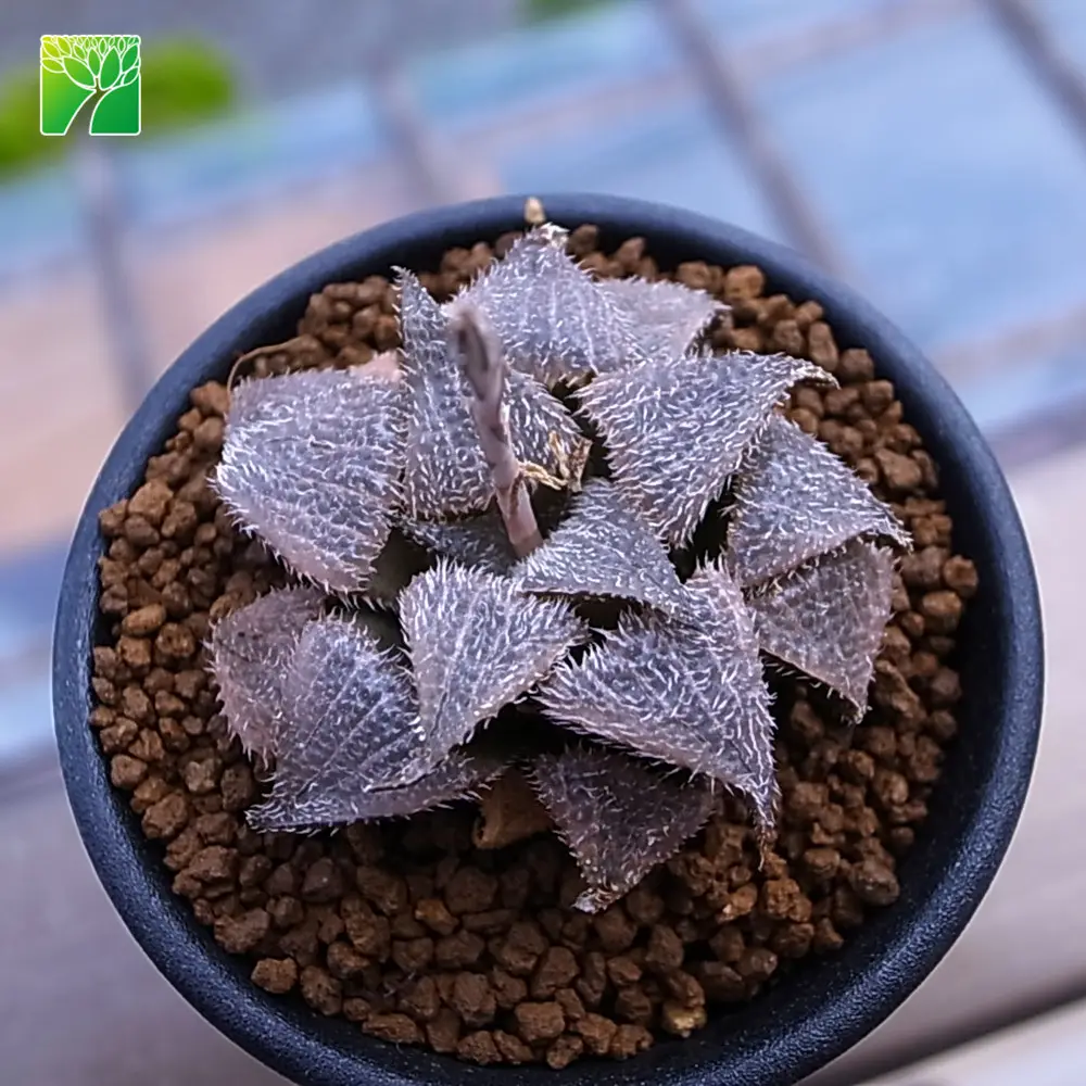 Plant farm wholesale haworthia mirabilis natural live mini succulents plants haworthia plant