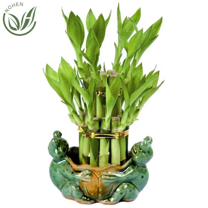 Lucky bamboo Крытый украшения lucky bamboo завод в домашних условиях и lucky bamboo оптовая продажа