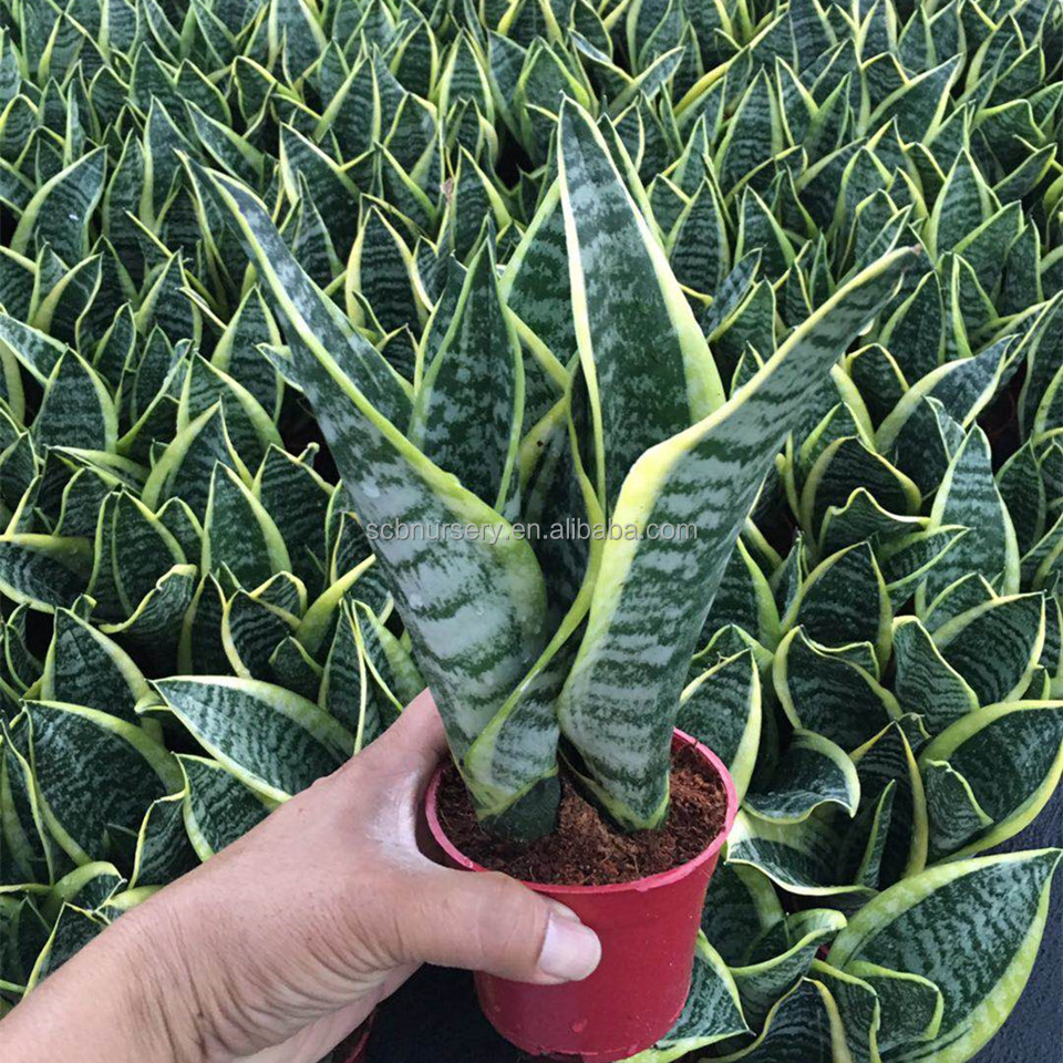 Поставщик комнатных растений Sansevieria trifasciata Prain
