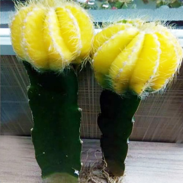 Цветная лента Луна gymnocalydium mihanovichii привитой кактус и суккулент