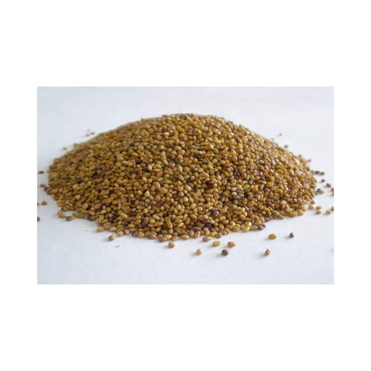 Alfalfa seeds