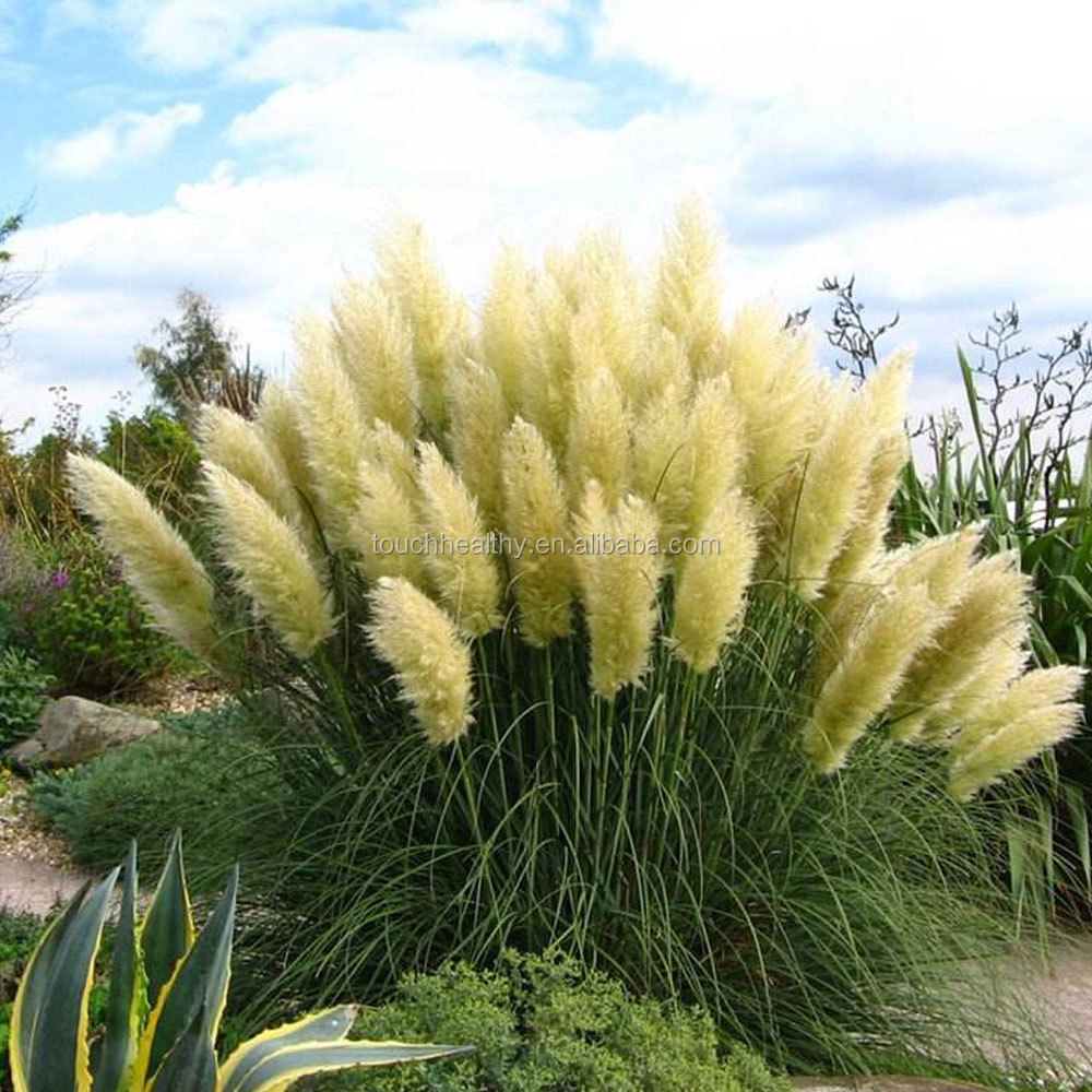 white colour Pampas grass seeds as lawn grass seeds for planting
