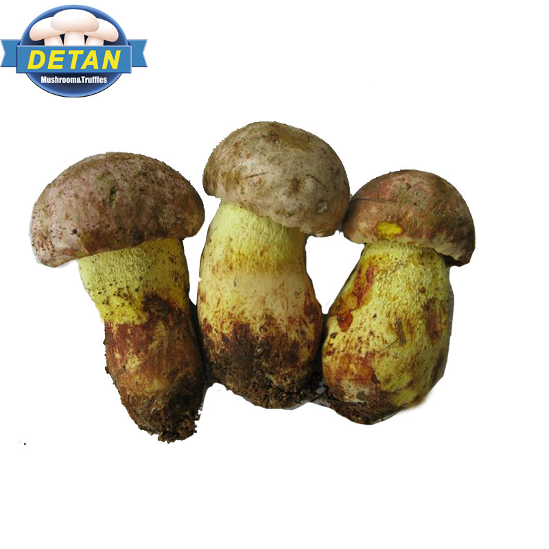Detan дикий свежий Funghi Porcini