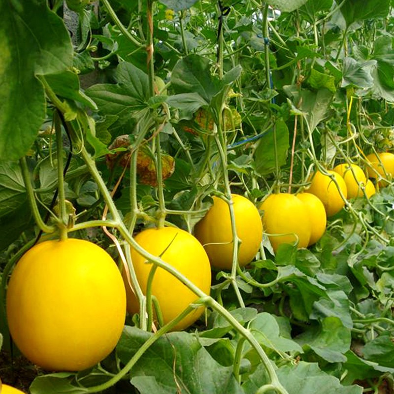 Big size fruit yellow skin super sweet melon seeds price