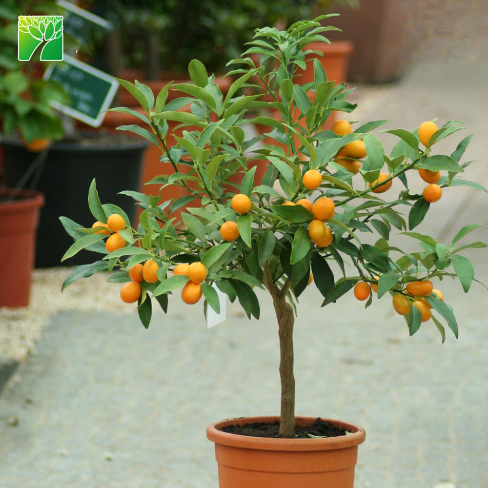 3 м максимальная высота роста kumquat фруктовый саженец. Fortunella Маргарита