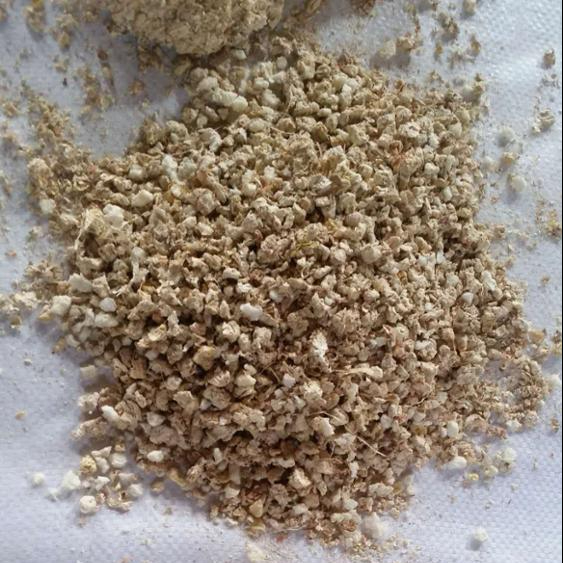 Кукуруза COB еда для грибов