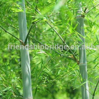 Moso bamboo (Phyllostachys pubescens)