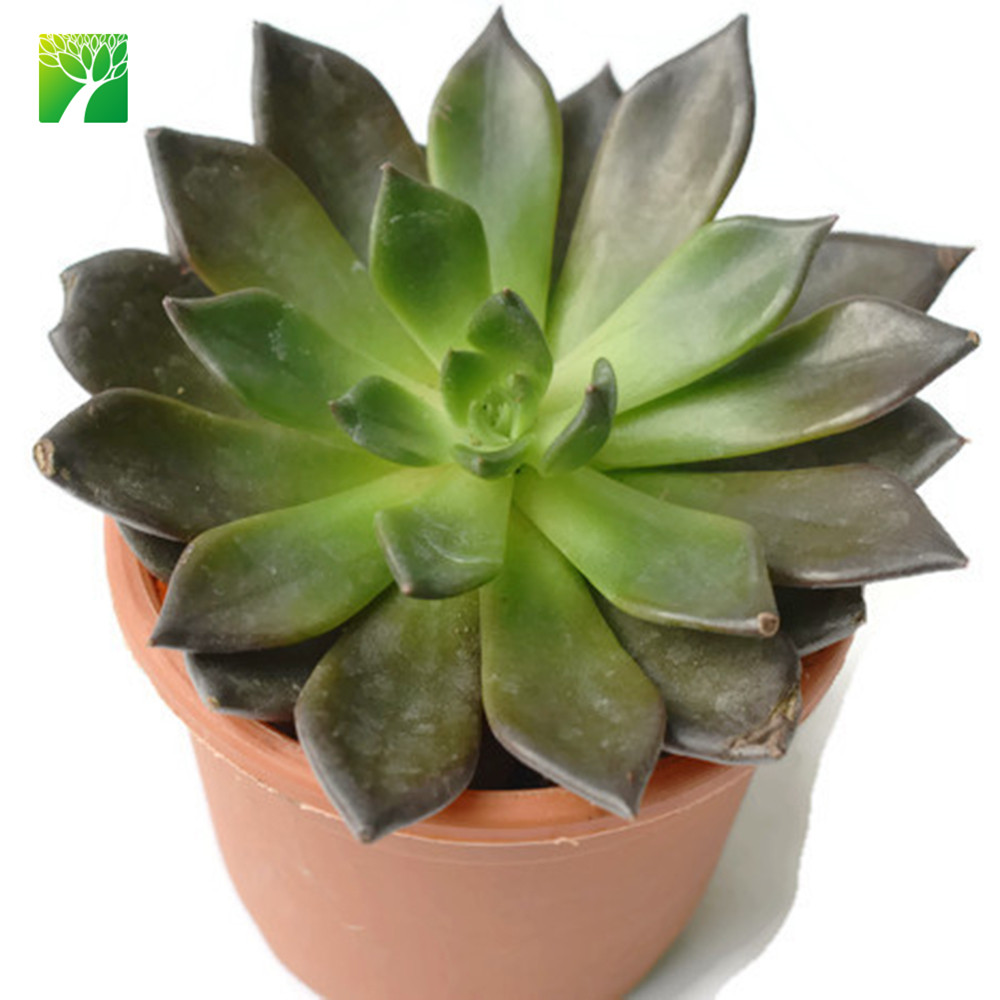 Летнее время цветения настоящие натуральные суккуленты echeveria черный принц