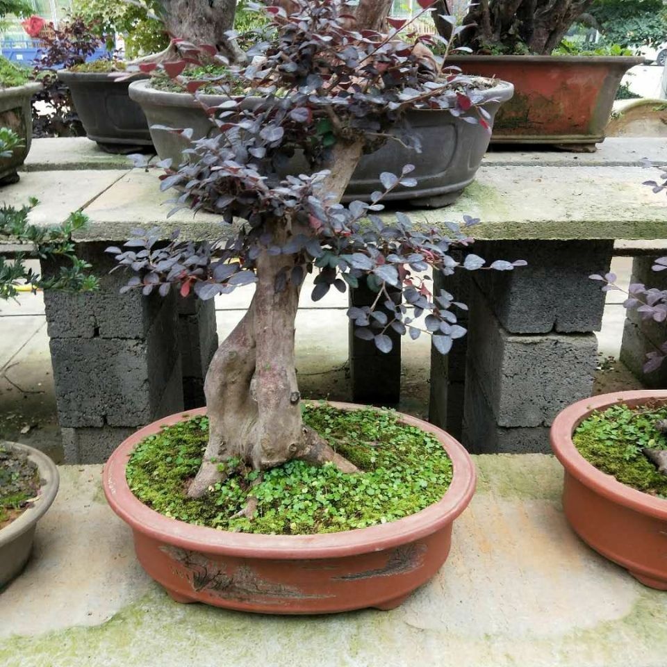 Оптовая продажа китайский кустарник Loropetalum красный бонсай дерево Loropetalum