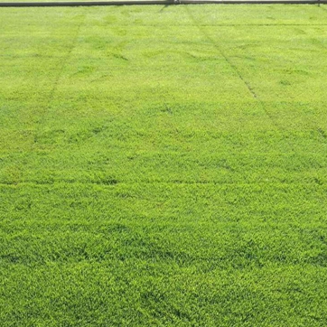 Травяные семена газона высокого качества Zoysia tenuifolia б/у трава для аэропорта