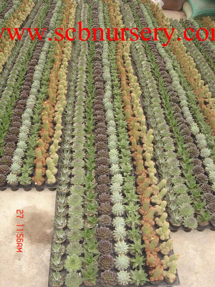 Cactus y93