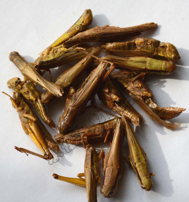 Edible Insect Nutrient Harmless Dried Grasshopper for Bird Tortoise
