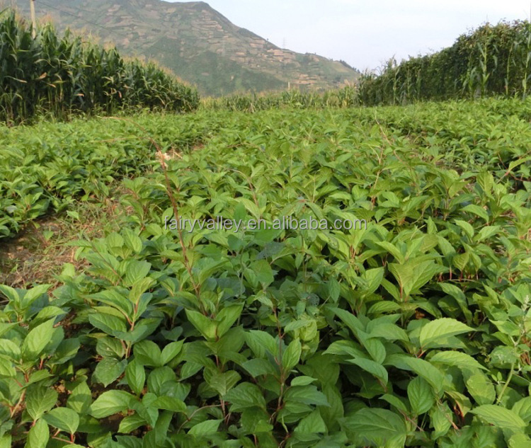 High Germination Rate Schisandra chinensis Seeds, Chinese Magnoliavine Fruit seeds for growing