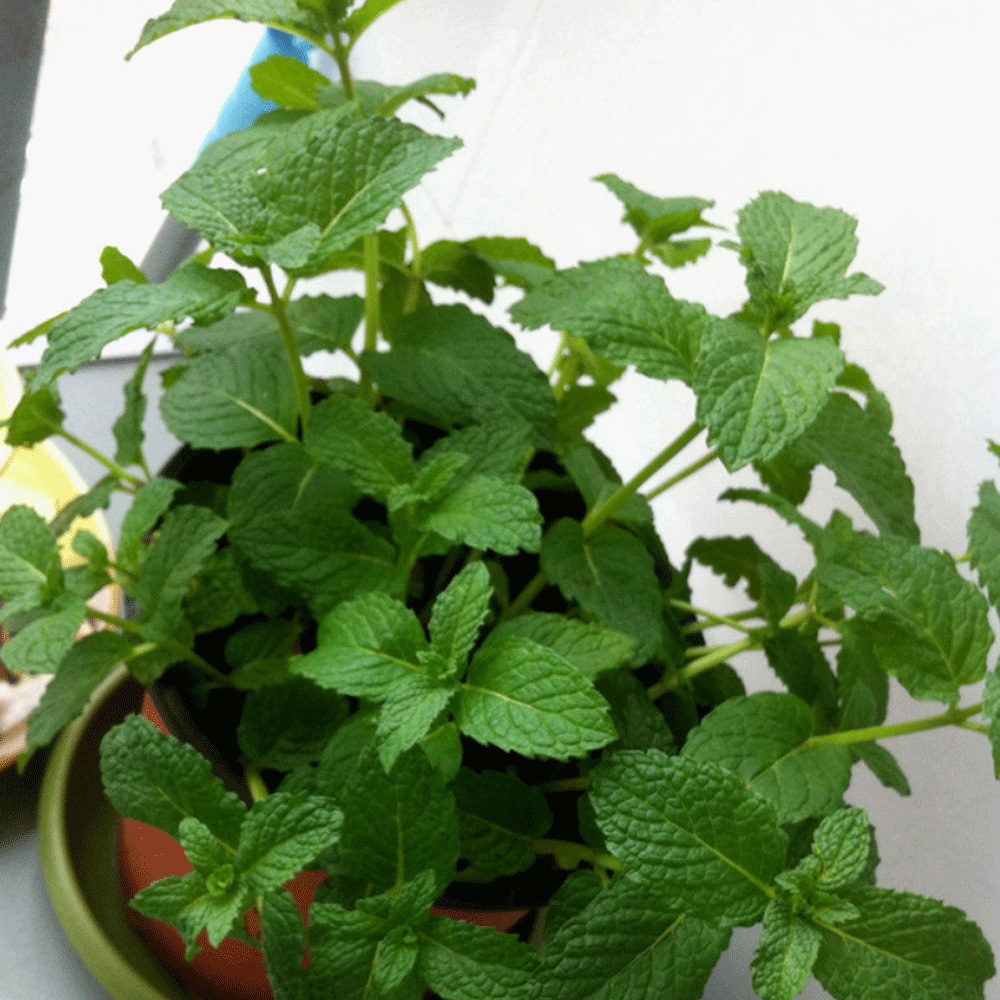 100% 2018 лучшее качество Mentha arvensis семена для выращивания