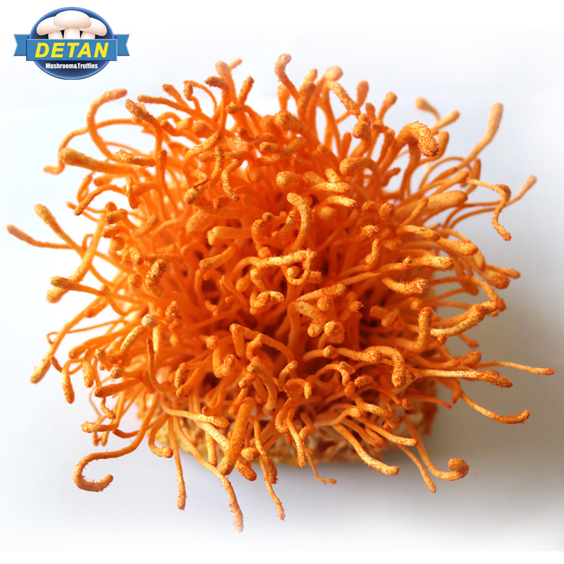 DETAN здоровье и гигиена еда чистый свежий Cordyceps Militaris