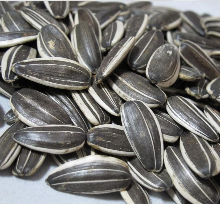 Raw Ukrainian wholesale sunflower seeds, Bakery Grade