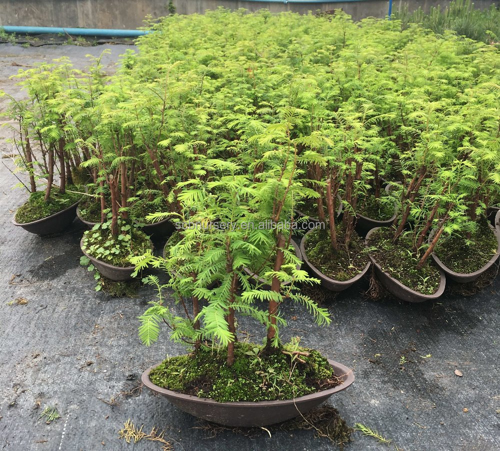 Метасеквойя glyptostroboides Ху & W. C. Cheng Крытый внутренней бонсай питомник окруж экспортером