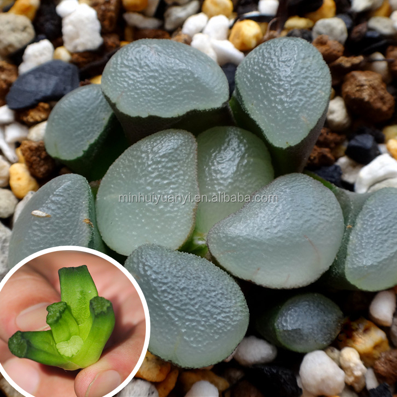 natural succulent plants