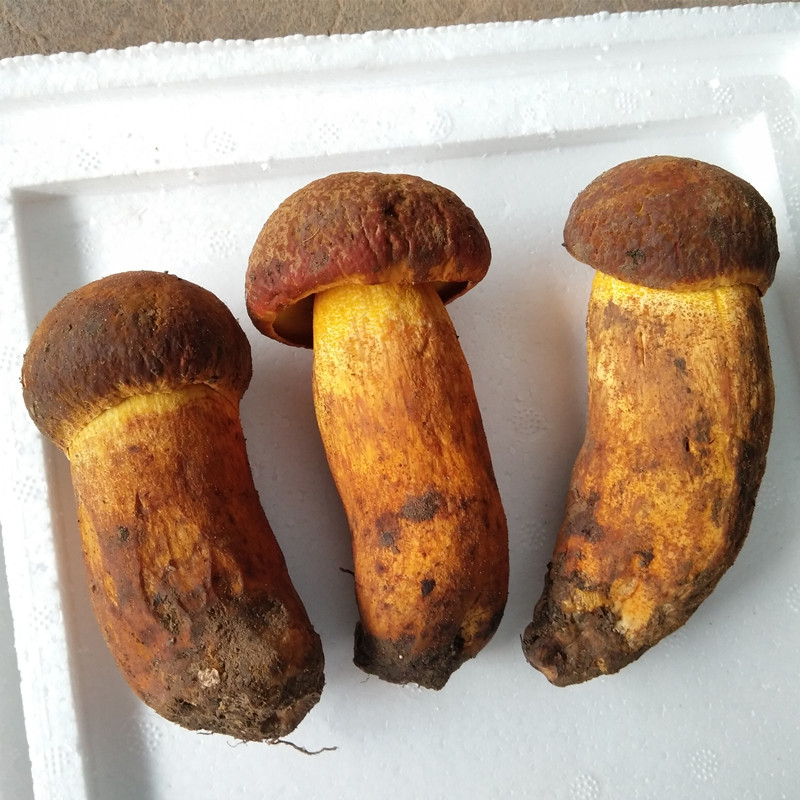 Рыночные цены на грибы Detan Wild Boletus