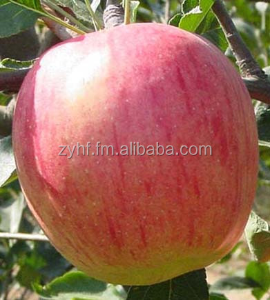 Fuji apple