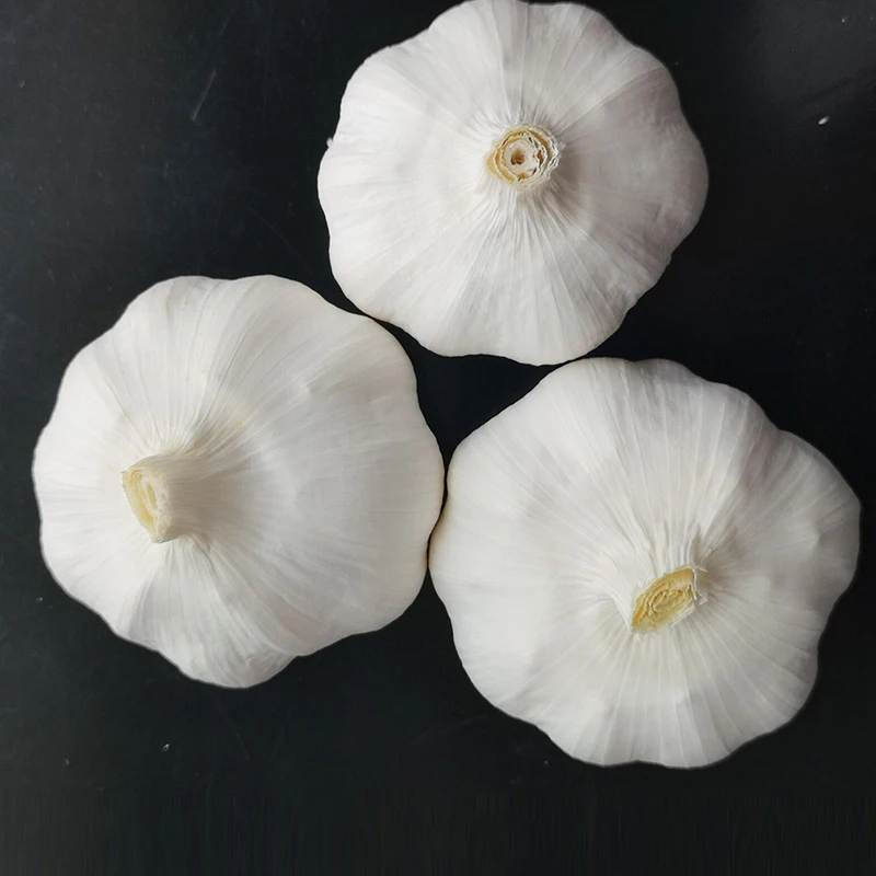 Wholesale China new crop white garlic fresh garlic price