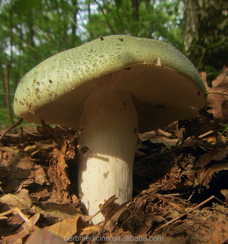 Russula зеленоватая (schaeff. Ex zanted) fr съедобные грибы дикий и натуральный