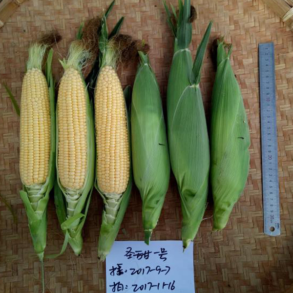 ST-1 гибридные фруктовые кукурузные Семена, продажа клейких кукурузных семян