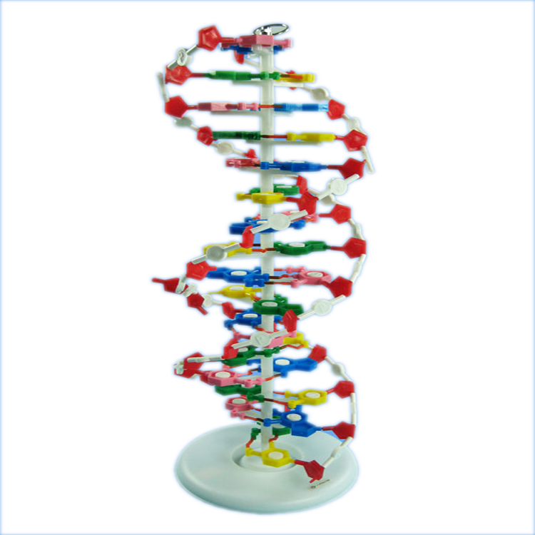 Высокое качество Обучающие аппараты человека DNA двойная спираль модель
