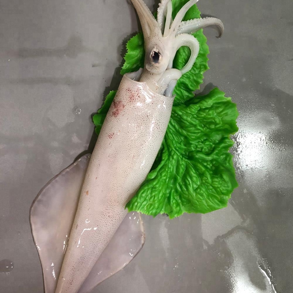 Замороженные морепродукты Loligo Chinensis