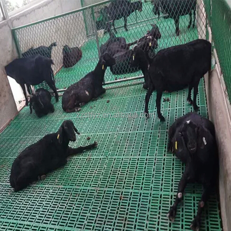 Farm equipments 50*60CM plastic flooring for goat House/Pig Farm