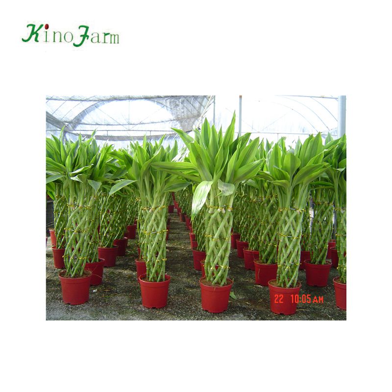 Zhangzhou kinofarm профессиональные счастливые бамбуковые уличные растения