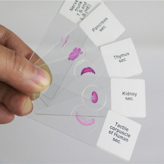 homeschool teaching set of 30pcs histology tissue microscope slide used for basic science