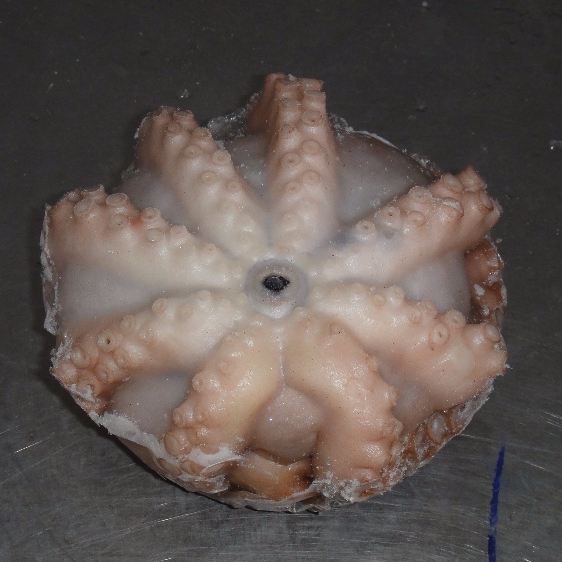 Замороженный гигантский осьминог